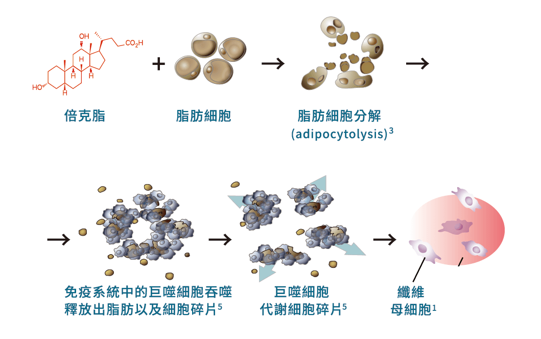 倍克脂專門針對局部肥胖