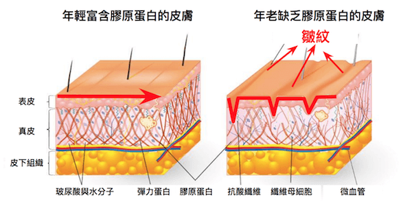 膠原蛋白-支撐肌膚彈性的關鍵要素