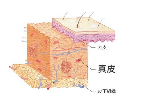 異體真皮粉-真皮組織