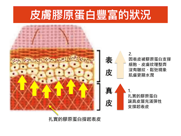 歲月的殺豬刀讓膠原蛋白快速流失