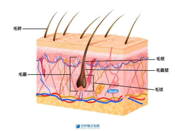 毛髮由毛根、毛幹、毛囊組成，一般常見除毛方式僅去除表面的毛幹，故有些人會覺得除毛後看起來更多、更濃密