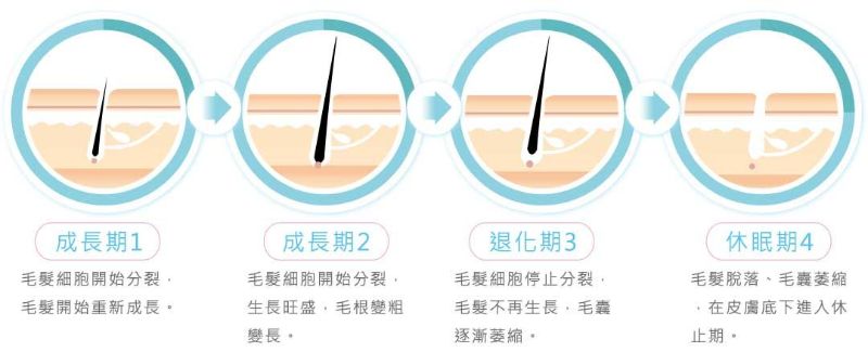 除毛前先認識毛囊生長週期